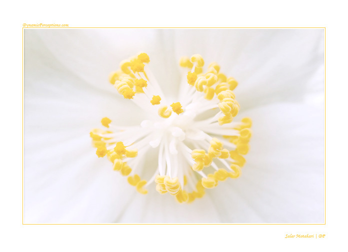 DP Blog